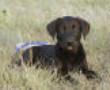 Slider as a Pup